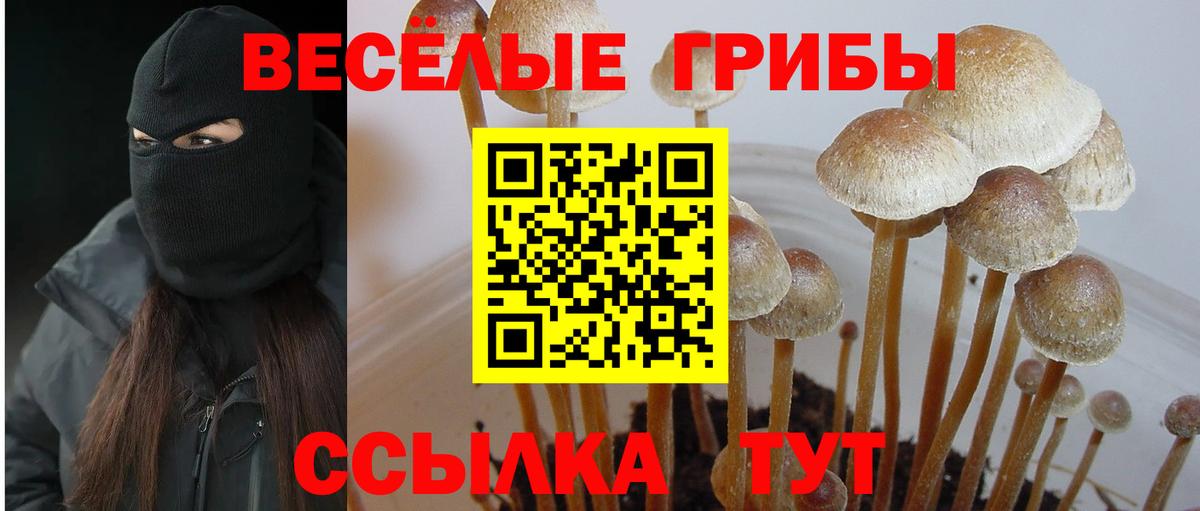 Галлюциногенные грибы Psilocybine cubensis  Вход с VPN  купить наркотики сайты  Великий Новгород 